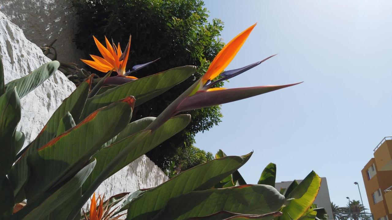 Apartamentos Montemar ปลายา เดล อิงเกลส ภายนอก รูปภาพ